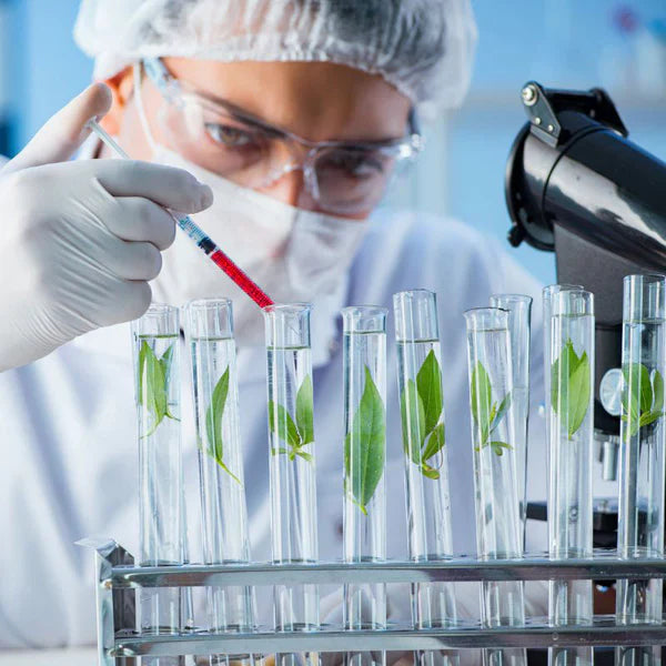 Cheemex® Bee Toxin Nodular Acupoint Stimulating Patch  Treats Diabesity, Obesity, High Blood Sugar Level